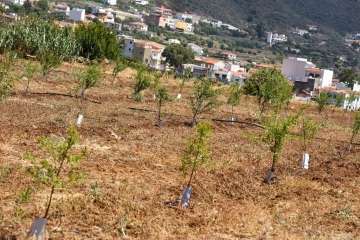 Plantación de 4.400 almendreros, nogales, higueras y olivos en Valsequillo (Foto TA)
